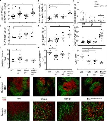 Mitf regulates gene expression networks implicated in B cell homeostasis, germinal center responses, and tolerance